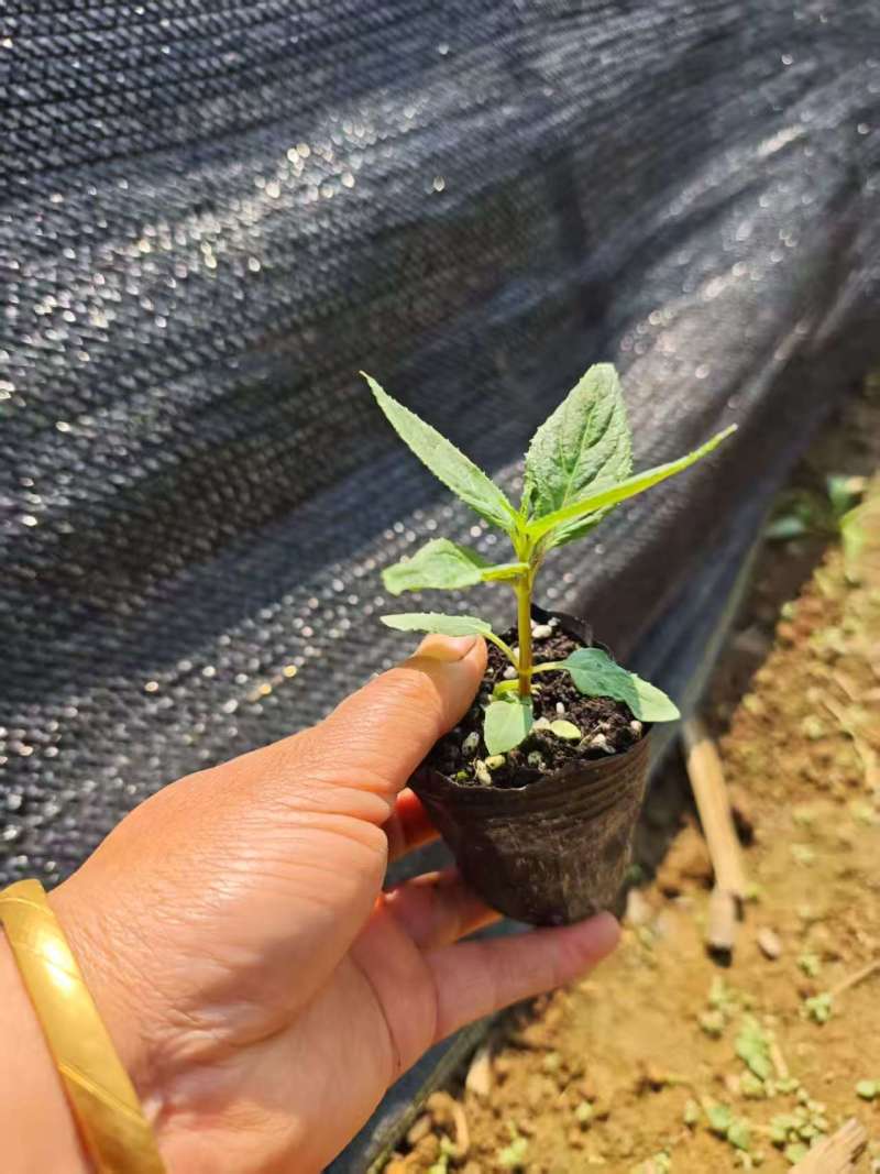推荐红果参苗大黑果红果参苗文黑一号和文县二号