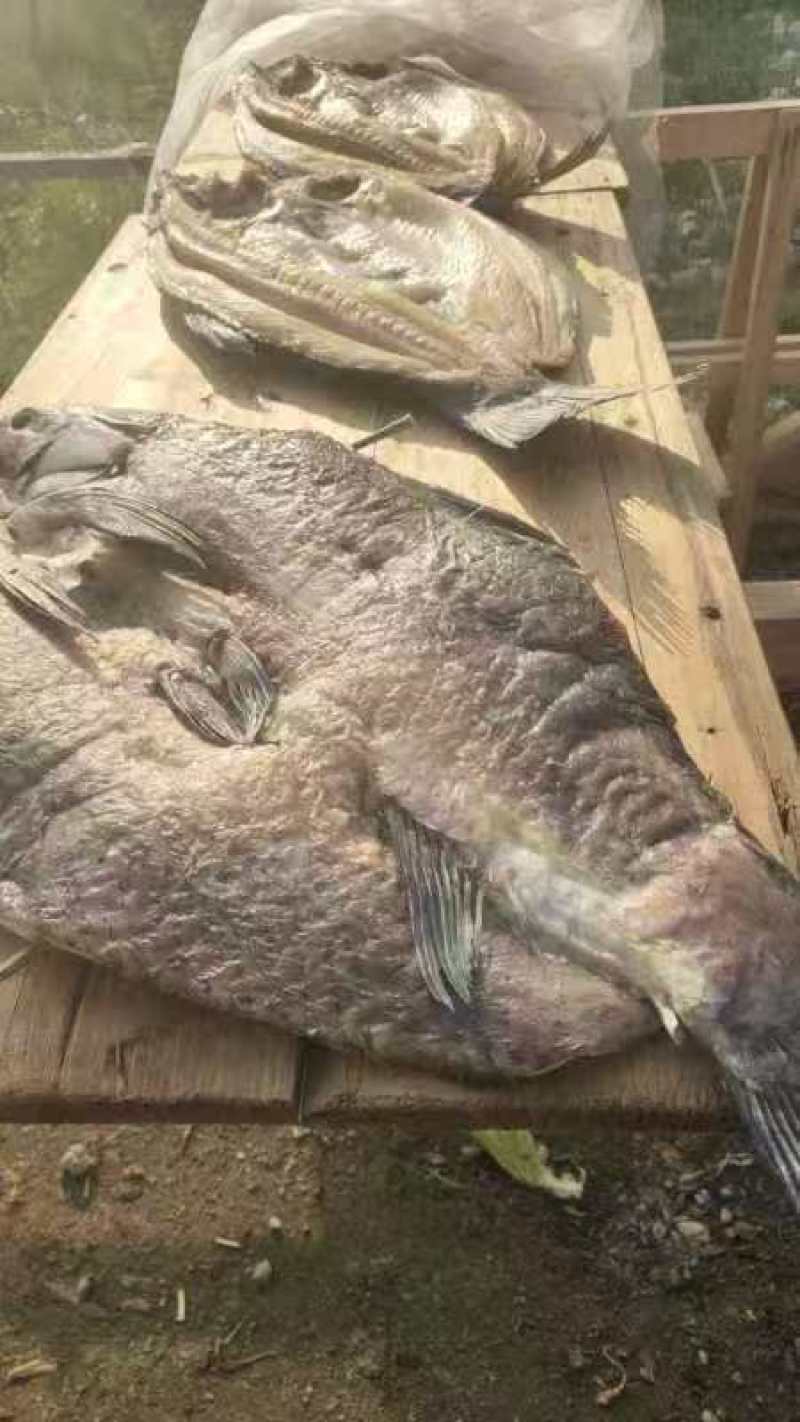 江西特产鱼干大量供应保证质量价格便宜欢迎电话联系