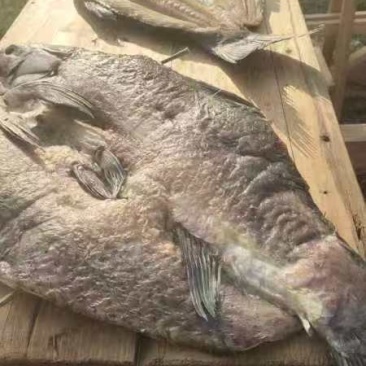 江西特产草鱼干厂家直发量大价优欢迎电话联系