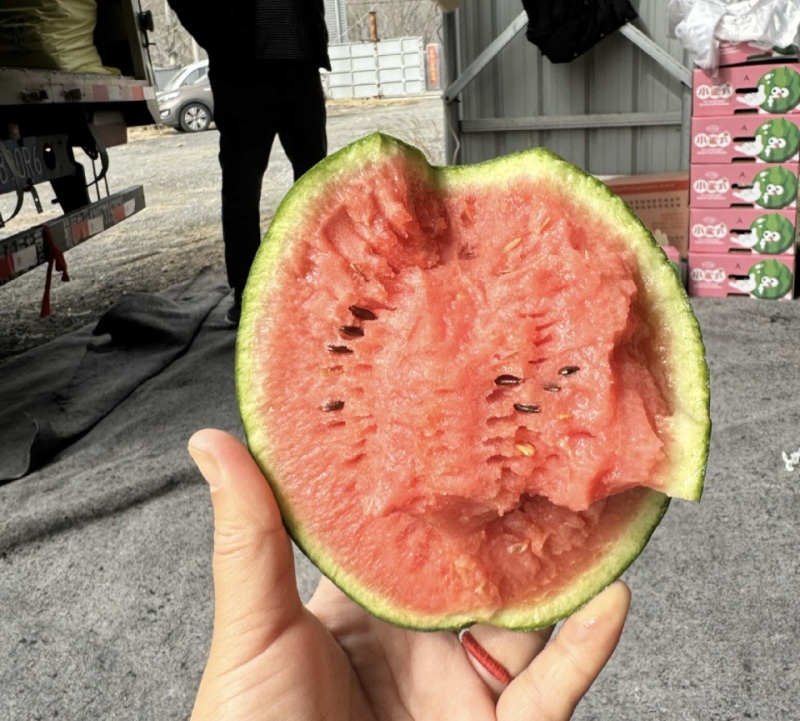 精品早春红玉西瓜，品质保证，价格优惠，产地直发
