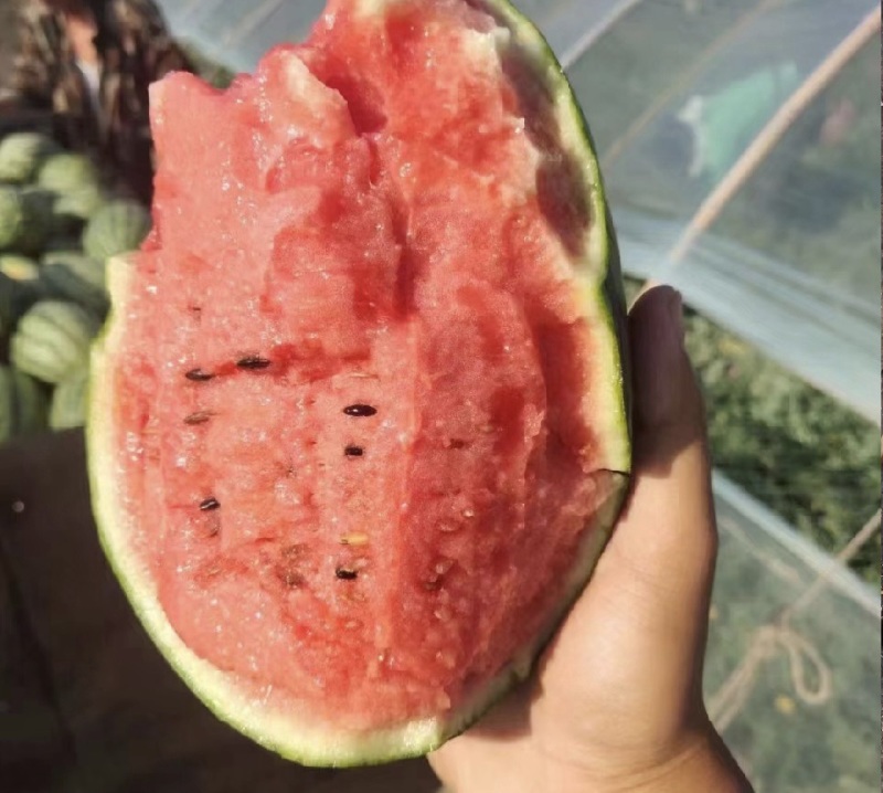 精品早春红玉西瓜，品质保证，价格优惠，产地直发
