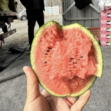 精品早春红玉西瓜，品质保证，价格优惠，产地直发