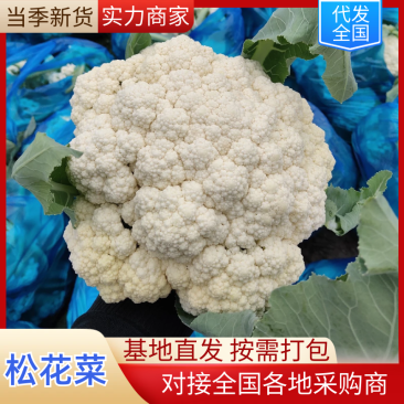 松花菜菜花山东临沂松花菜品质保证对接全国商超市场