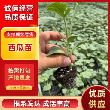 西瓜苗大量有货保证品质量大从优，价格可谈，欢迎来电