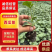 西瓜苗大量有货保证品质量大从优，价格可谈，欢迎来电
