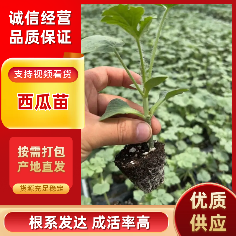 西瓜苗大量有货保证品质量大从优，价格可谈，欢迎来电