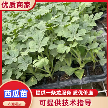 西瓜苗大量有货保障品质存活率高提供专业技术
