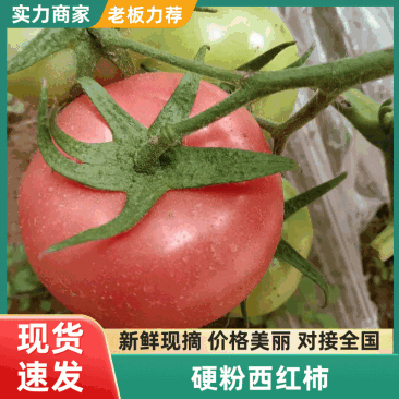 精品硬粉，西红柿可以视频看货市场商超都可接欢迎大老板砸单