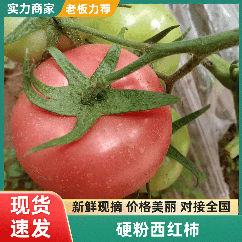 精品硬粉，西红柿可以视频看货市场商超都可接欢迎大老板砸单