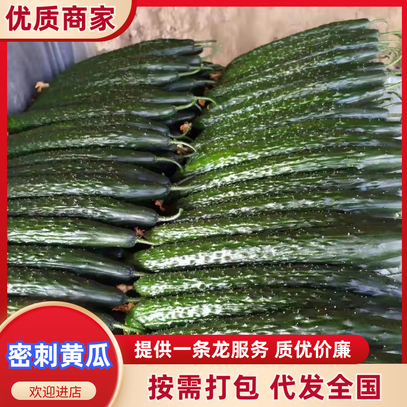 商丘站热销产品精品黑油顶花密刺黄瓜三包质量