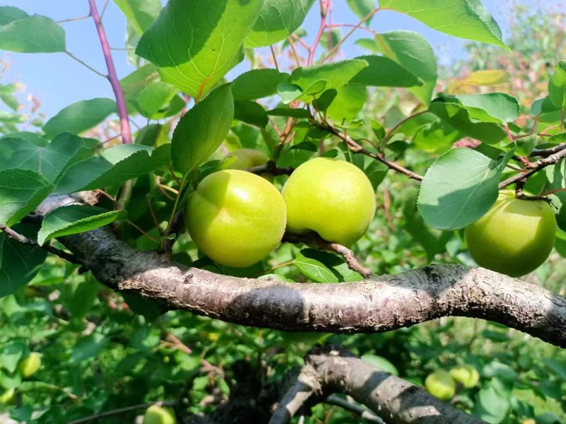 河南南阳露天金太阳杏，产地直销，价格实惠，质量保证欢迎咨