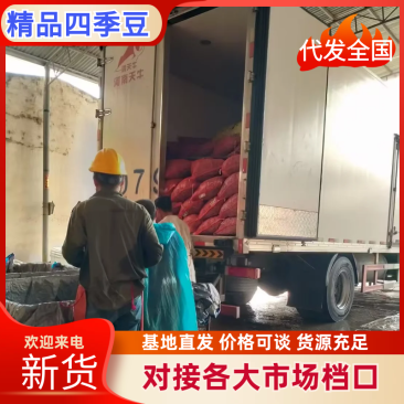 四季豆品质保证服务周到产地直销价格美丽欢迎订购