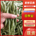 四季豆品质保证服务周到产地直销价格美丽欢迎订购
