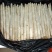 【热卖推荐】白芦笋芦笋产地直销量大质优价优现挖先发