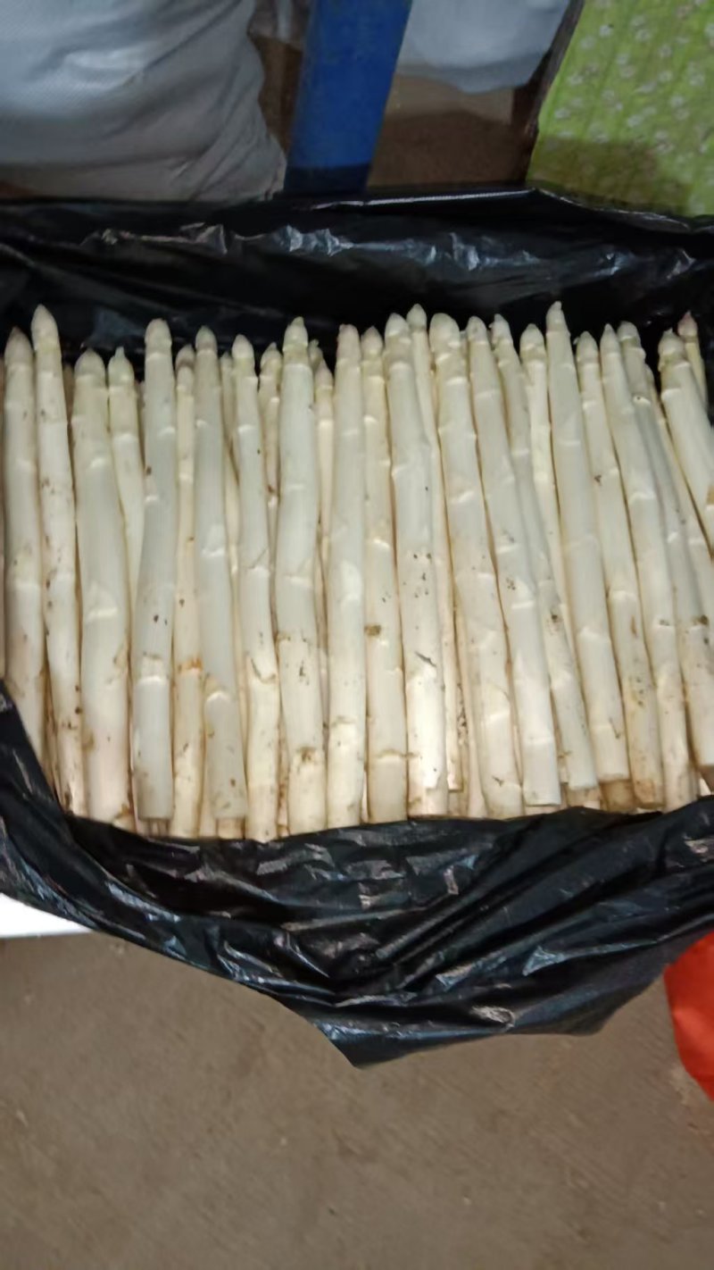 【热卖推荐】白芦笋芦笋产地直销量大质优价优现挖先发