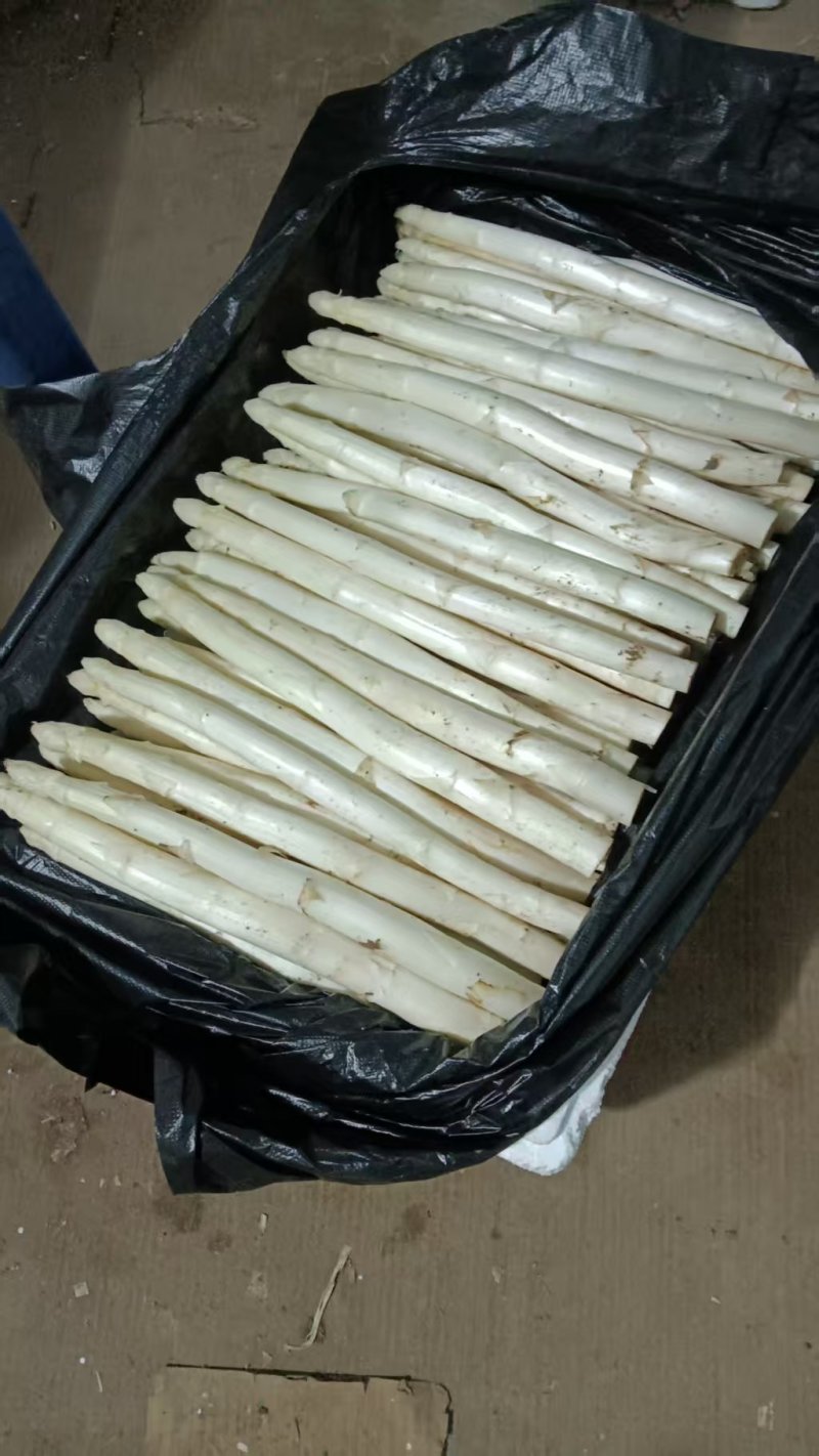 【热卖推荐】白芦笋芦笋产地直销量大质优价优现挖先发