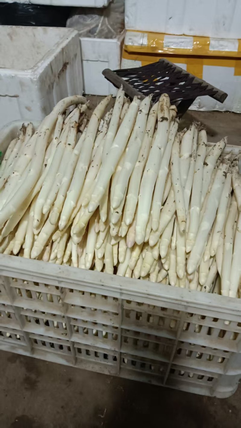 【精品】芦笋白芦笋装箱发货品质保证产地直销量大质优