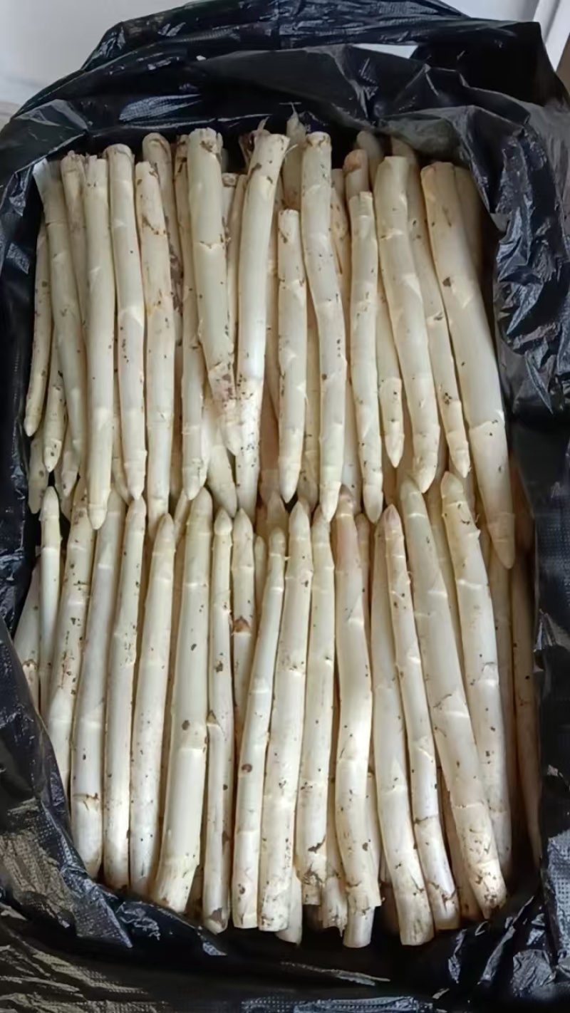 【精品】芦笋白芦笋装箱发货品质保证产地直销量大质优