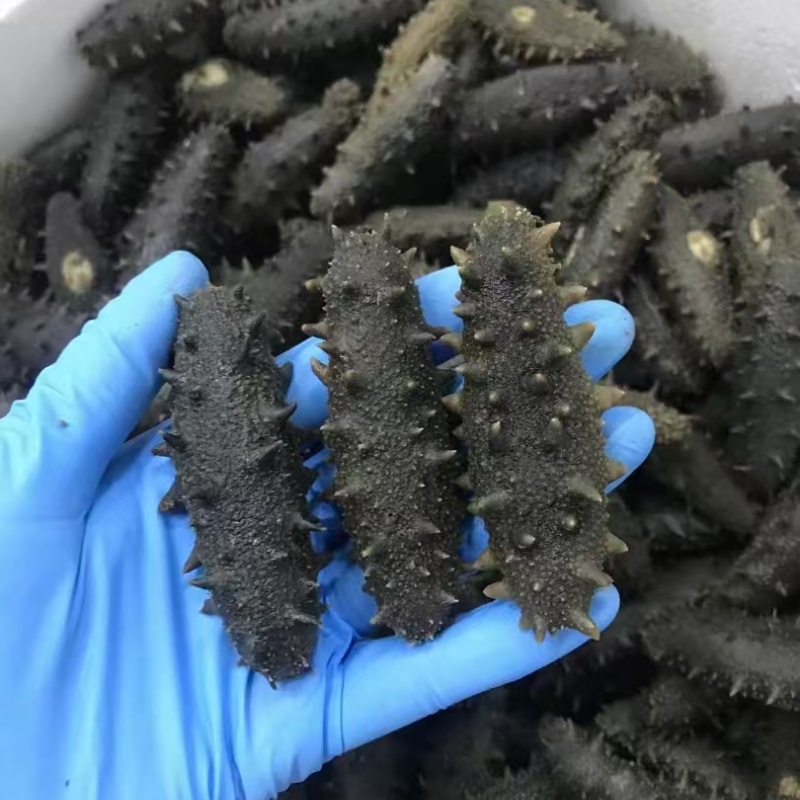 大连海参厂家半干海参规格齐全非即食底播海参