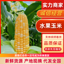 水果玉米云南水果玉米大量供应产地直发供应全国市场