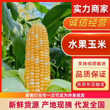 水果玉米云南水果玉米大量供应产地直发供应全国市场