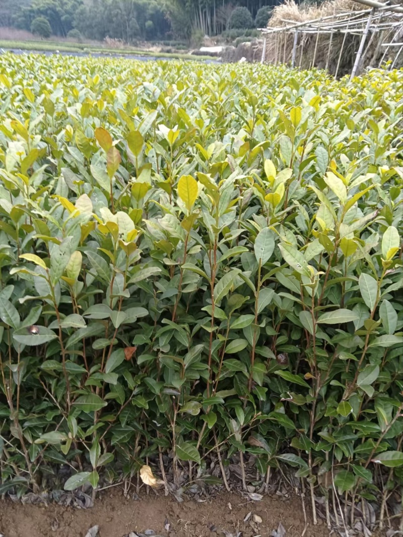 优惠供应当年生，中茶108茶苗品种纯正根丝好，成活率高