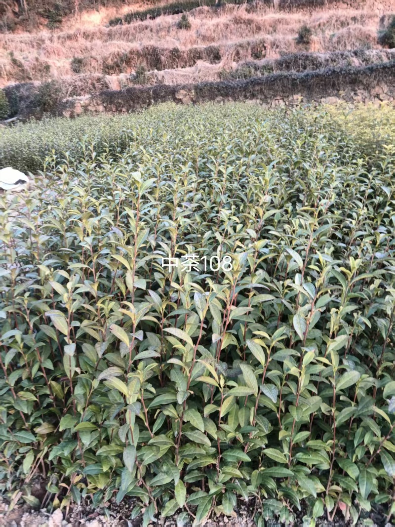 优惠供应当年生，中茶108茶苗品种纯正根丝好，成活率高
