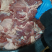 鲜羊肉，冻羊肉厂家直销量大质优价格优惠一手货源