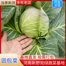 甘蓝/圆包菜/基地货源，颜色青绿，货源充足，质量保证，