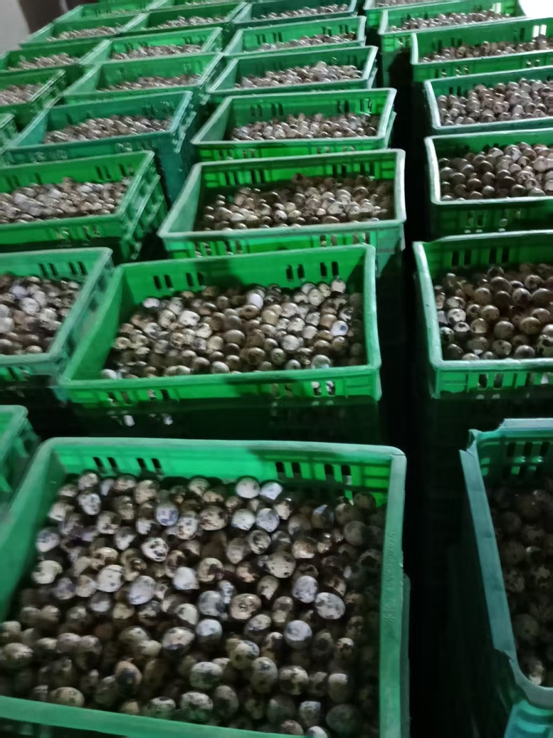 【热卖推荐】鹌鹑蛋厂家直销量大质优支持视频看货采购