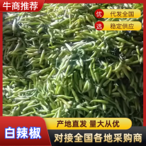 辣椒王品质保证服务周到产地直发价格美丽