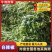 辣椒王品质保证服务周到产地直发价格美丽