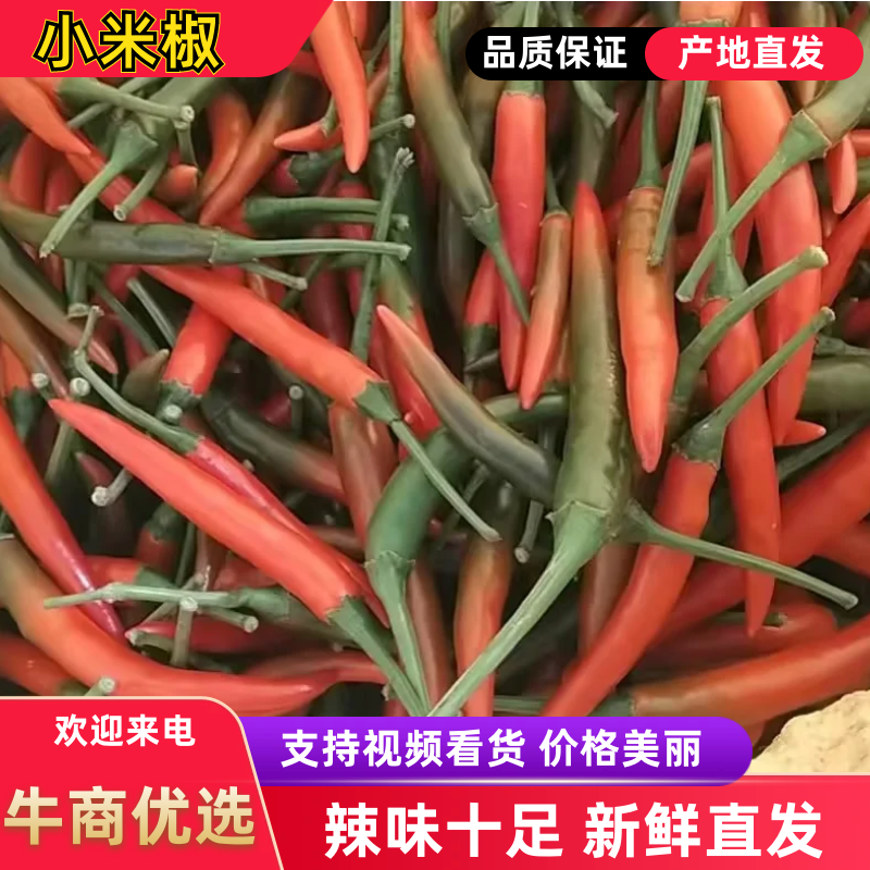 小米椒品质保证服务周到产地直发大量现货