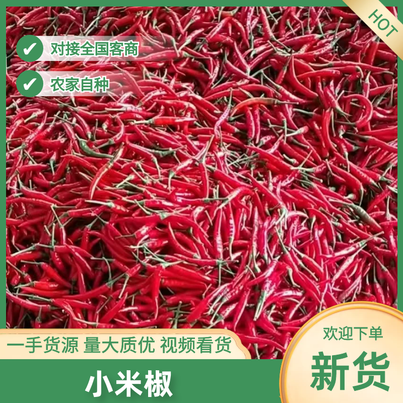 小米椒品质保证服务周到产地直发大量现货