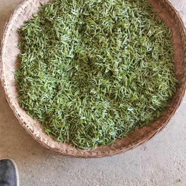 绿茶