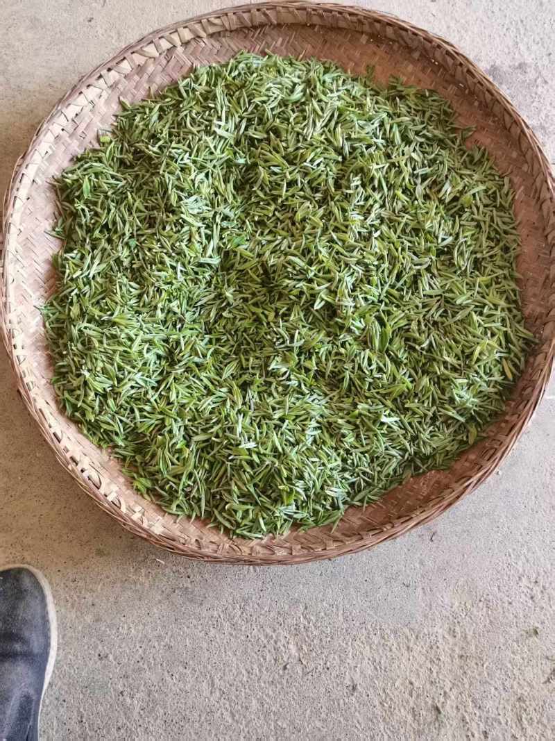 绿茶