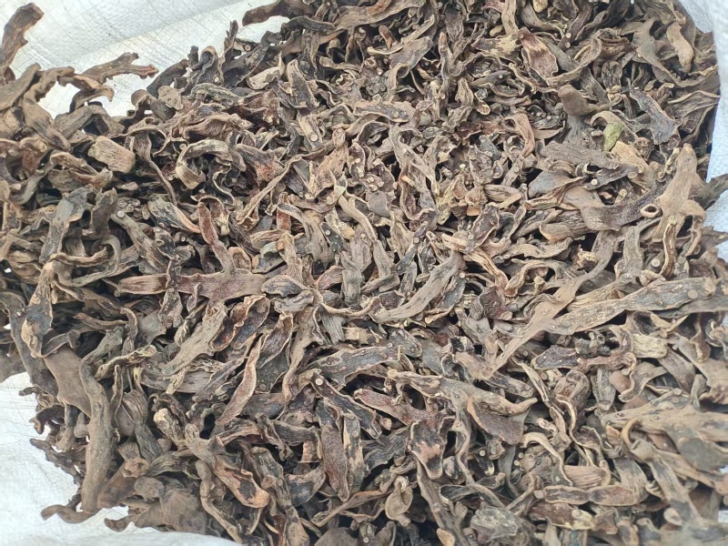 【骨碎补】广西河池原厂地供货一手货源全国接单耐运输干净