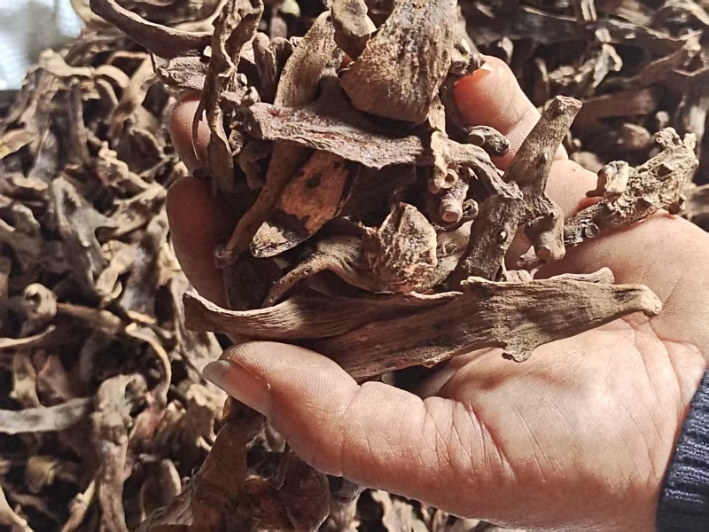 骨碎补一手货源货量大按需求分拣加工打包各个等级各种干度