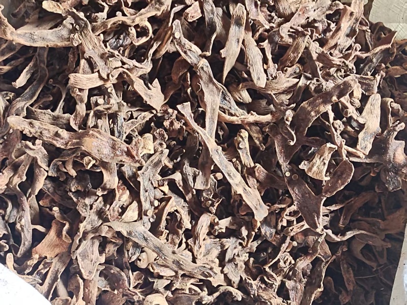 骨碎补一手货源货量大按需求分拣加工打包各个等级各种干度