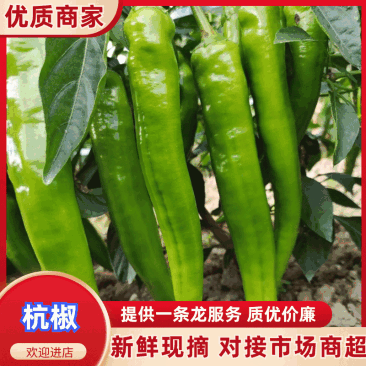 广西二号杭椒，55号辣椒，三号辣椒螺线大量供应。