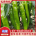 广西二号杭椒，55号辣椒，三号辣椒螺线大量供应。