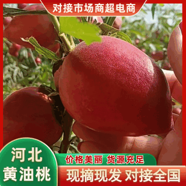 河北精品黄油桃大量上市产地现摘现发品质保证欢迎来电
