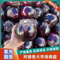 【精品紫光圆茄】个头匀称现摘现发万亩基地价格优惠