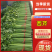 永城西芹精品菜，品质保证，售后有保障，全国发货