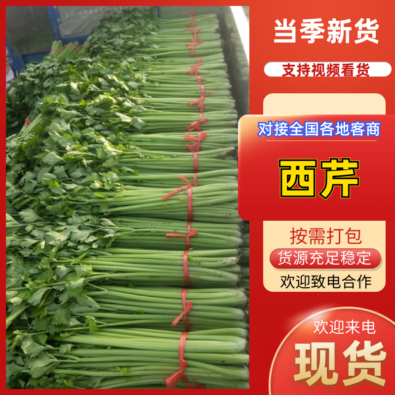 永城西芹精品菜，品质保证，售后有保障，全国发货