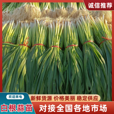 蒜苗白根蒜苗精品水洗蒜苗包扎蒜苗供应商场超市