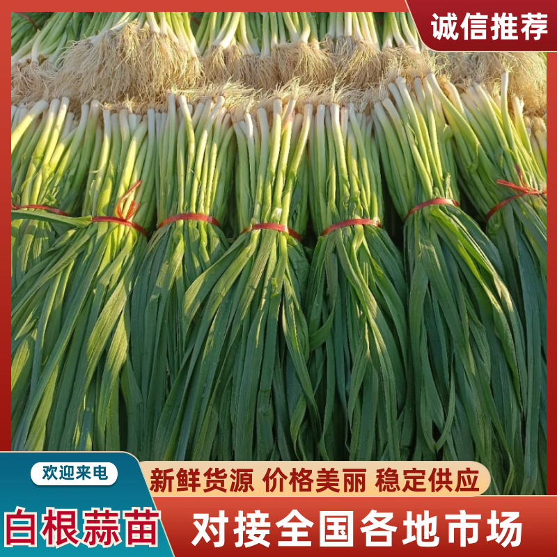 蒜苗白根蒜苗精品水洗蒜苗包扎蒜苗供应商场超市