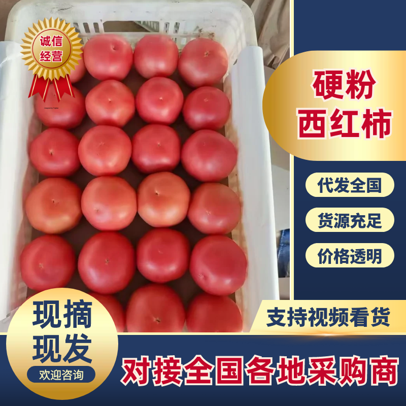 硬粉西红柿河南西红柿基地直发弧三起步