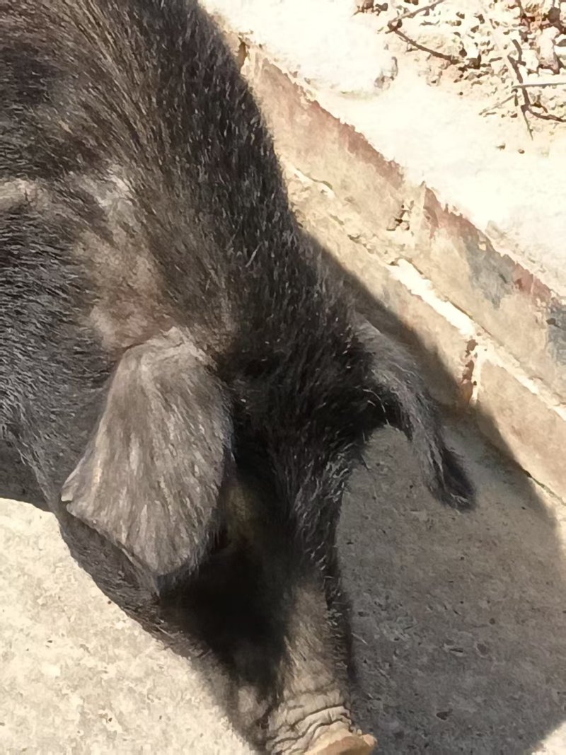 跑山黑猪肉基地直销货源充足量大质优价格优惠一手货源