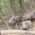 跑山黑猪肉基地直销货源充足量大质优价格优惠一手货源